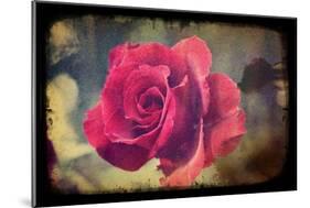 Pink Rose-Kevin Calaguiro-Mounted Premium Giclee Print