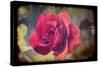 Pink Rose-Kevin Calaguiro-Stretched Canvas