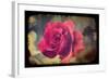 Pink Rose-Kevin Calaguiro-Framed Art Print