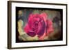 Pink Rose-Kevin Calaguiro-Framed Art Print