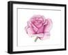 Pink Rose-Elizabeth Rider-Framed Giclee Print