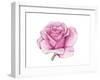 Pink Rose-Elizabeth Rider-Framed Giclee Print