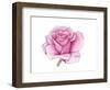 Pink Rose-Elizabeth Rider-Framed Giclee Print