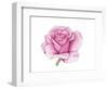 Pink Rose-Elizabeth Rider-Framed Giclee Print