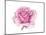 Pink Rose-Elizabeth Rider-Mounted Giclee Print