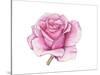 Pink Rose-Elizabeth Rider-Stretched Canvas