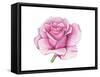 Pink Rose-Elizabeth Rider-Framed Stretched Canvas