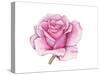 Pink Rose-Elizabeth Rider-Stretched Canvas