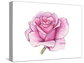 Pink Rose-Elizabeth Rider-Stretched Canvas