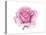 Pink Rose-Elizabeth Rider-Stretched Canvas