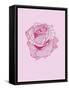 Pink Rose-Drawpaint Illustration-Framed Stretched Canvas