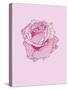 Pink Rose-Drawpaint Illustration-Stretched Canvas