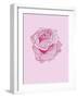 Pink Rose-Drawpaint Illustration-Framed Giclee Print