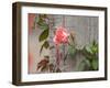 Pink rose-Michael Scheufler-Framed Photographic Print