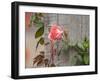 Pink rose-Michael Scheufler-Framed Photographic Print