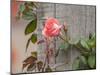 Pink rose-Michael Scheufler-Mounted Photographic Print