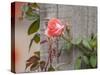 Pink rose-Michael Scheufler-Stretched Canvas