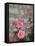 Pink Roses Against Stone Wall, Burgundy, France-Lisa S^ Engelbrecht-Framed Stretched Canvas
