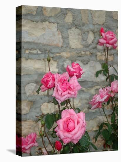 Pink Roses Against Stone Wall, Burgundy, France-Lisa S^ Engelbrecht-Stretched Canvas