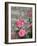Pink Roses Against Stone Wall, Burgundy, France-Lisa S^ Engelbrecht-Framed Photographic Print
