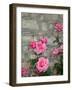 Pink Roses Against Stone Wall, Burgundy, France-Lisa S^ Engelbrecht-Framed Photographic Print