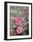 Pink Roses Against Stone Wall, Burgundy, France-Lisa S^ Engelbrecht-Framed Photographic Print