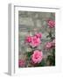 Pink Roses Against Stone Wall, Burgundy, France-Lisa S^ Engelbrecht-Framed Photographic Print