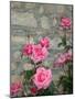 Pink Roses Against Stone Wall, Burgundy, France-Lisa S^ Engelbrecht-Mounted Photographic Print