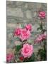 Pink Roses Against Stone Wall, Burgundy, France-Lisa S^ Engelbrecht-Mounted Photographic Print