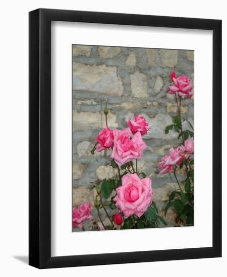 Pink Roses Against Stone Wall, Burgundy, France-Lisa S^ Engelbrecht-Framed Premium Photographic Print