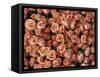 Pink Roses at Albert Kuyp Market-Owen Franken-Framed Stretched Canvas