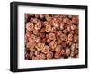 Pink Roses at Albert Kuyp Market-Owen Franken-Framed Photographic Print