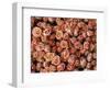 Pink Roses at Albert Kuyp Market-Owen Franken-Framed Photographic Print