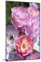 Pink Roses, Close-Up-Brigitte Protzel-Mounted Photographic Print