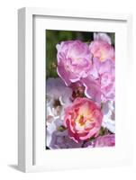 Pink Roses, Close-Up-Brigitte Protzel-Framed Photographic Print