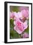 Pink Roses, Close-Up-Brigitte Protzel-Framed Photographic Print