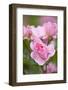 Pink Roses, Close-Up-Brigitte Protzel-Framed Photographic Print