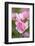 Pink Roses, Close-Up-Brigitte Protzel-Framed Photographic Print