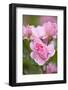 Pink Roses, Close-Up-Brigitte Protzel-Framed Photographic Print