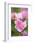 Pink Roses, Close-Up-Brigitte Protzel-Framed Photographic Print