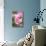 Pink Roses, Close-Up-Brigitte Protzel-Photographic Print displayed on a wall