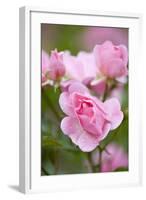 Pink Roses, Close-Up-Brigitte Protzel-Framed Photographic Print