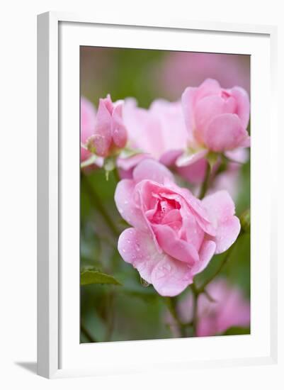 Pink Roses, Close-Up-Brigitte Protzel-Framed Photographic Print