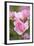 Pink Roses, Close-Up-Brigitte Protzel-Framed Photographic Print