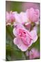 Pink Roses, Close-Up-Brigitte Protzel-Mounted Photographic Print