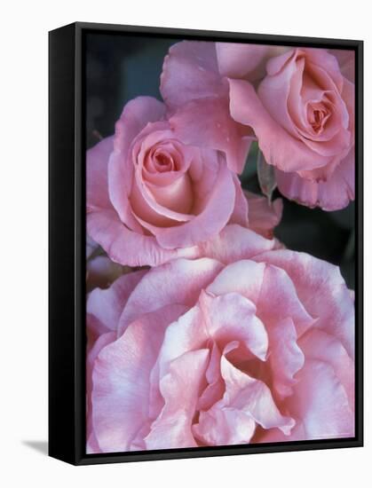 Pink Roses in the Bellevue Botanical Garden, Bellevue, Washington, USA-null-Framed Stretched Canvas