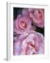 Pink Roses in the Bellevue Botanical Garden, Bellevue, Washington, USA-null-Framed Photographic Print