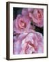 Pink Roses in the Bellevue Botanical Garden, Bellevue, Washington, USA-null-Framed Photographic Print