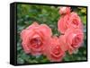 Pink Roses in the Garden-weter777-Framed Stretched Canvas