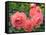 Pink Roses in the Garden-weter777-Framed Stretched Canvas
